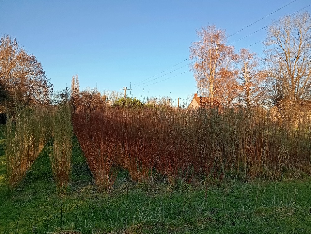 Champ d'osier rouge en hauteur